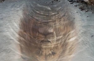 Муфаса: Король Лев Муфаса: Король Лев