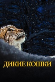 Дикие кошки Дикие кошки